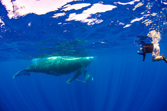 Snorkeling in Tonga and taking pictures of whales