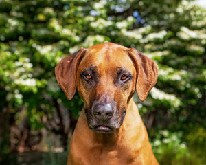 Beautiful rhodesian ridgeback in front of a pretty garden