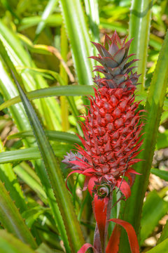 The Pineapple (ananas comosus) tropical fruit at Mckee Botanical Garden, Vero Beach, Indian River County, Florida, USA