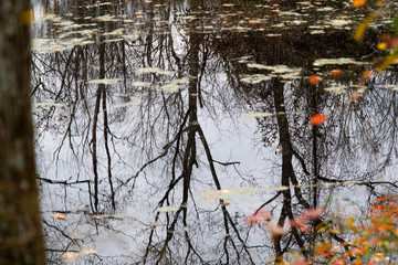 Dormant trees and autumn leaves reflected in water