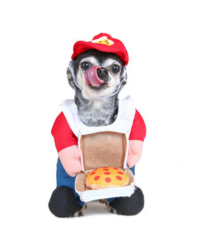 Cute Chihuahua Wearing A Pizza Delivery Costume With A Hat Studio Shot Isolated On A White Background