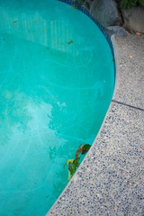 dirty green blue swimming pool with leafs 