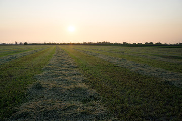 alfalfa crop cut raked in rows