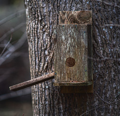 An old wooden birdhouse affixed to a tree trunk