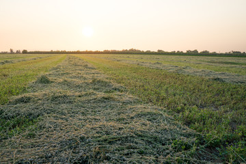 alfalfa crop cut raked in rows
