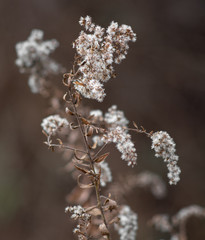 A flower that has died with the cold winter weather 