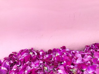 Pink rose petals on pink background, 