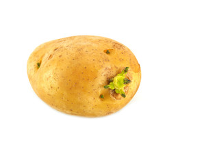  Potato with sprouts isolated on white background.