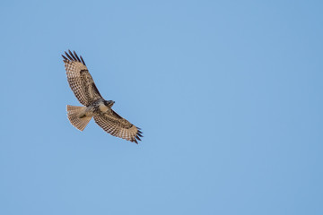 hawk soaring flying in blue sky.