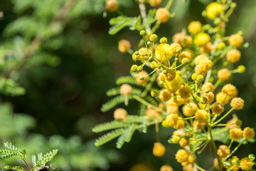 yellow flowers light balls on tree branch tree