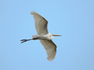 great white egret flying in a blue sky on a hot summer day