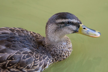mallard duck hen female swimming in murky water