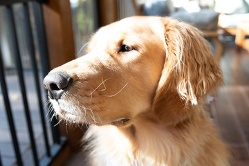 Portrait of a young distinguished looking golden retriever dog