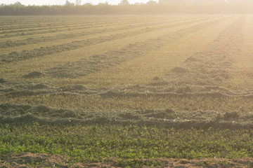 alfalfa crop cut raked in rows