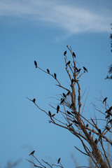 black birds perched on a dead leafless tree.