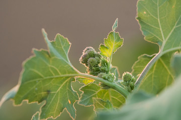 budding flower green plant close up macro.