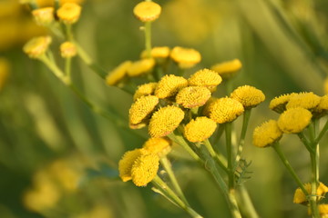 Yellow flowers in a field