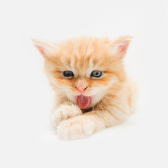 Cute little ginger persian kitten on white background