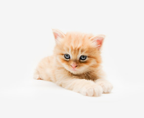 Cute little ginger persian kitten on white background