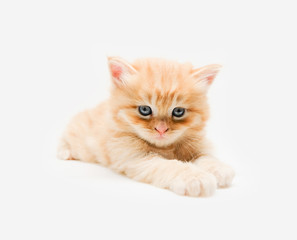 Cute little ginger persian kitten on white background