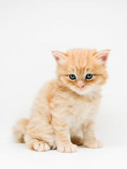 Fototapeta na wymiar Cute little ginger persian kitten on white background