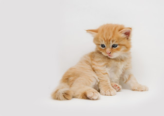 Fototapeta na wymiar Cute little ginger persian kitten on white background