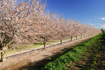 almond orchard in full bloom with pink white flowers