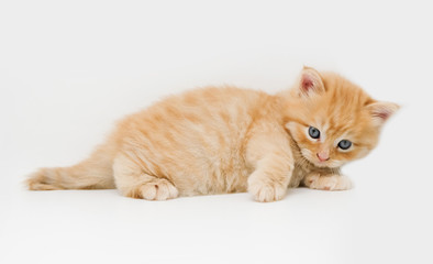 Naklejka premium Cute little ginger persian kitten on white background