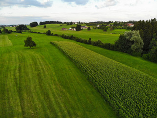 rural landscape with green field and blue sky