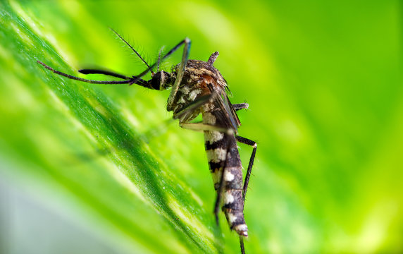 mosquito Ultra Macro Photo
