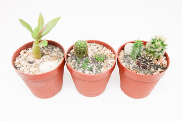 Small cactus in pot isolated on white background