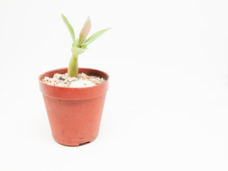 Small cactus in pot isolated on white background