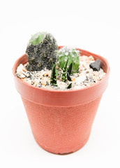 Small cactus in pot isolated on white background