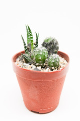 Small cactus in pot isolated on white background