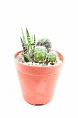Small cactus in pot isolated on white background