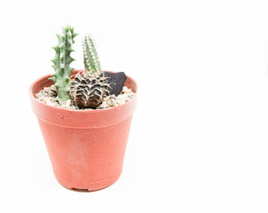 Small cactus in pot isolated on white background