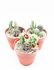 Fototapeta premium Small cactus in pot isolated on white background