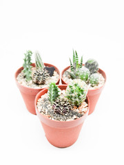 Small cactus in pot isolated on white background