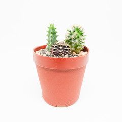 Small cactus pot isolated on white background