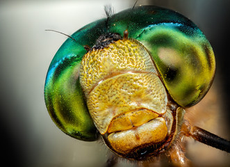 Dragon fly Eyes Ultra Macro