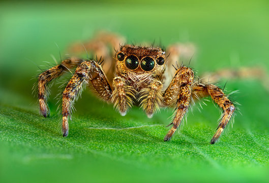 jumping spider macro photo