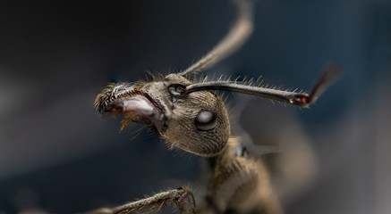 ant macro photo