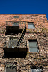 brick building with vines