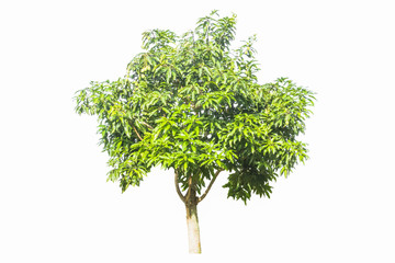 mango green tree isolated on white background