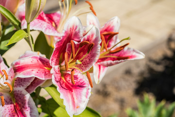 Obraz premium Blooming lily flowers on the garden. Shallow depth of field.