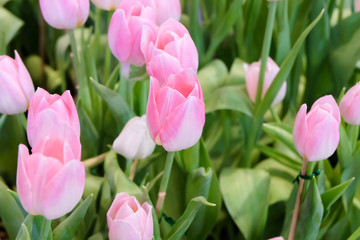 Pink tulips in a field