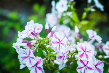 Blooming phlox in the garden. Shallow depth of field.