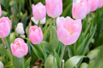 Pink tulips in a field