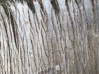 Palm tree bark texture and background