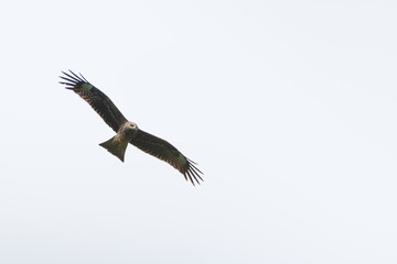 Immature Black-eared Kite (Milvus migrans lineatus) soaring in the blue sky and clouds during...